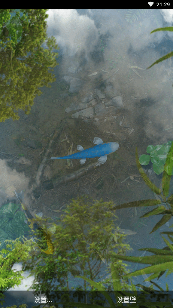 3d锦鲤动态壁纸中文版 v